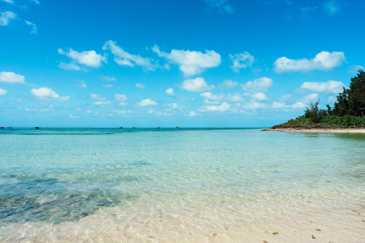 沖縄の海で育った太もずく
